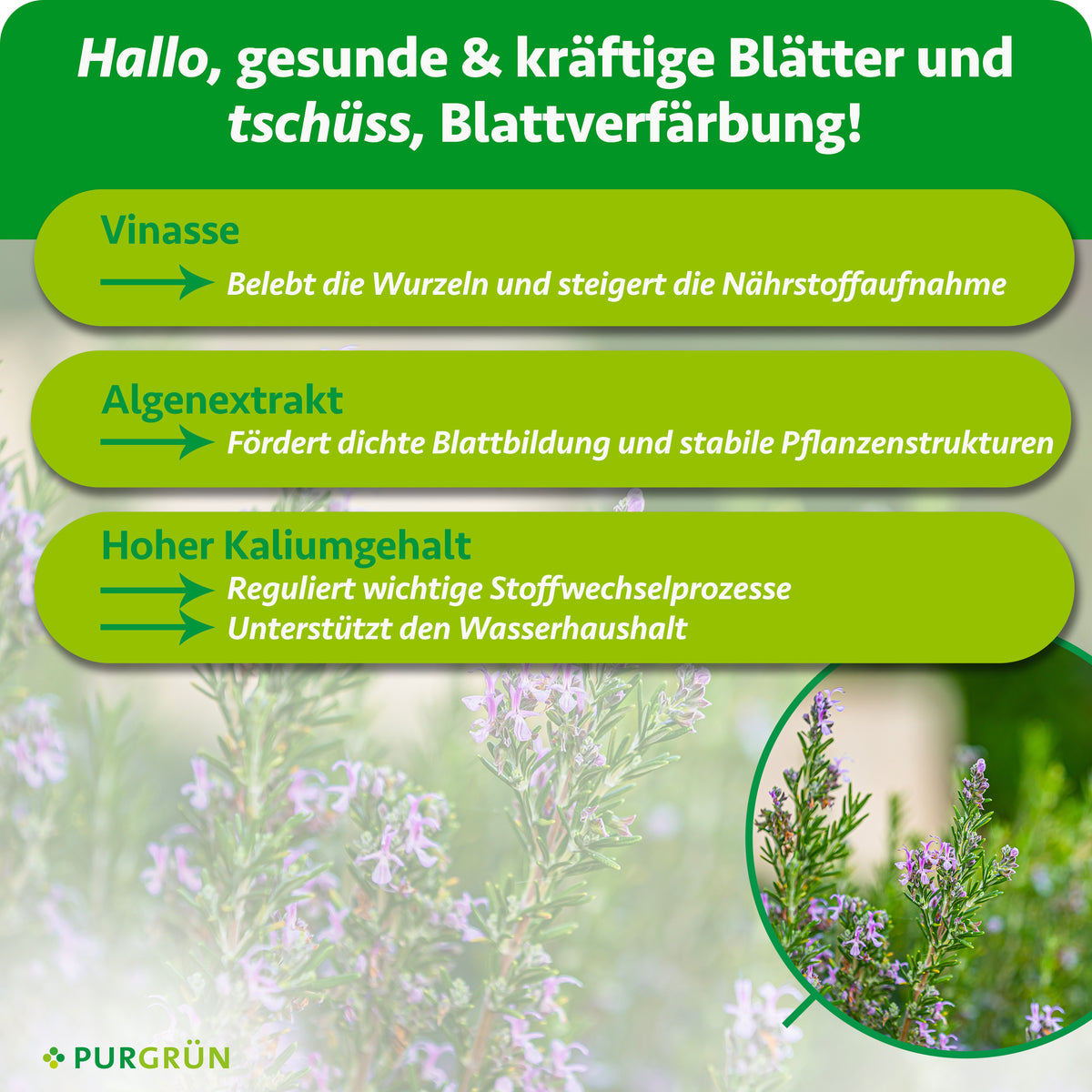 Vinasse belebt die Wurzeln und steigert die Nährstoffaufnahme, Algenextrakt fördert dichte Blätter und stabile Pflanzenstrukturen. Hoher Kaliumgehalt reguliert Stoffwechselprozesse und unterstützt den Wasserhaushalt.