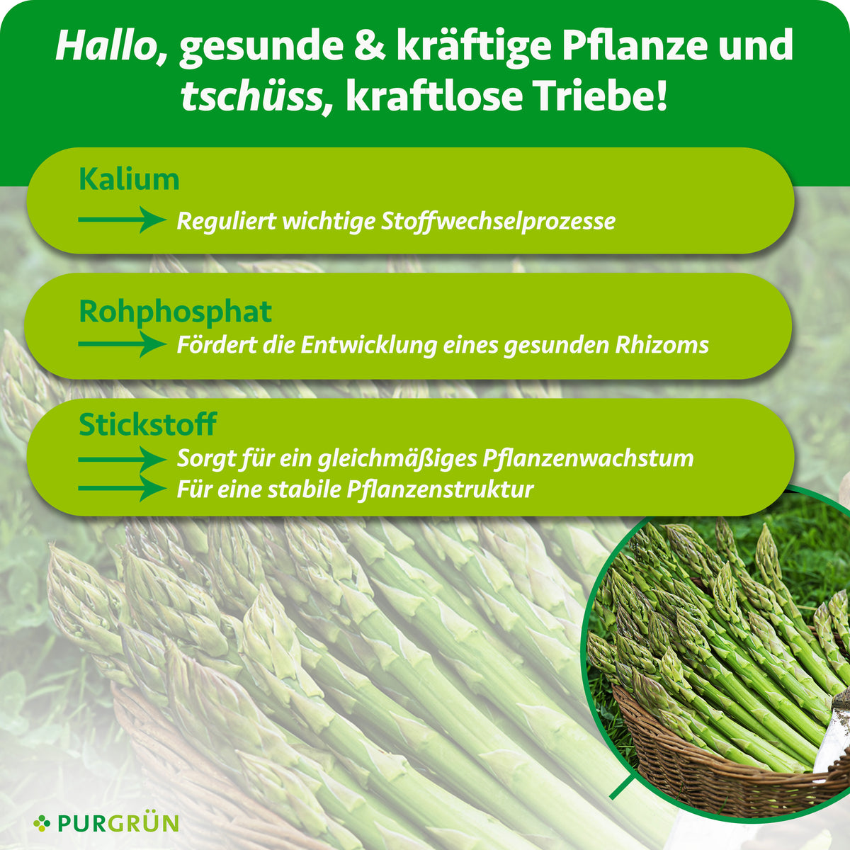 Kalium reguliert wichtige Stoffwechselprozesse, Rohphosphat fördert die Entwicklung eines gesunden Rhizoms und Stickstoff unterstützt gleichmäßiges Pflanzenwachstum sowie eine stabile Pflanzenstruktur.