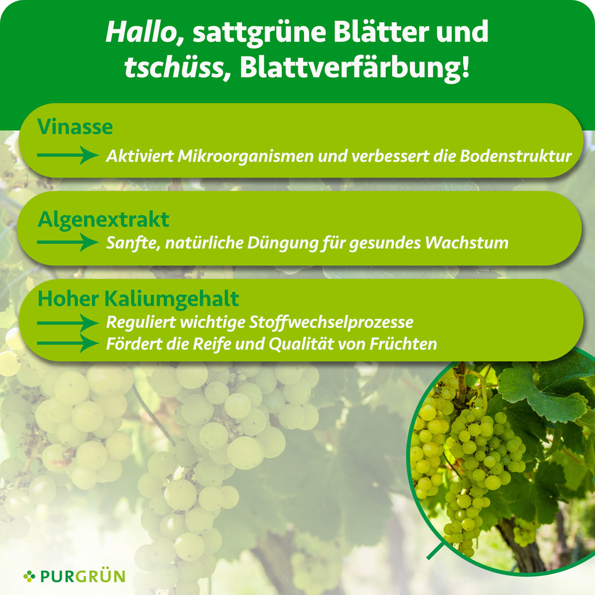 Vinasse aktiviert Mikroorganismen und verbessert die Bodenstruktur, Algenextrakt unterstützt gesundes Wachstum. Hoher Kaliumgehalt fördert Stoffwechselprozesse, Fruchtreife und -qualität.