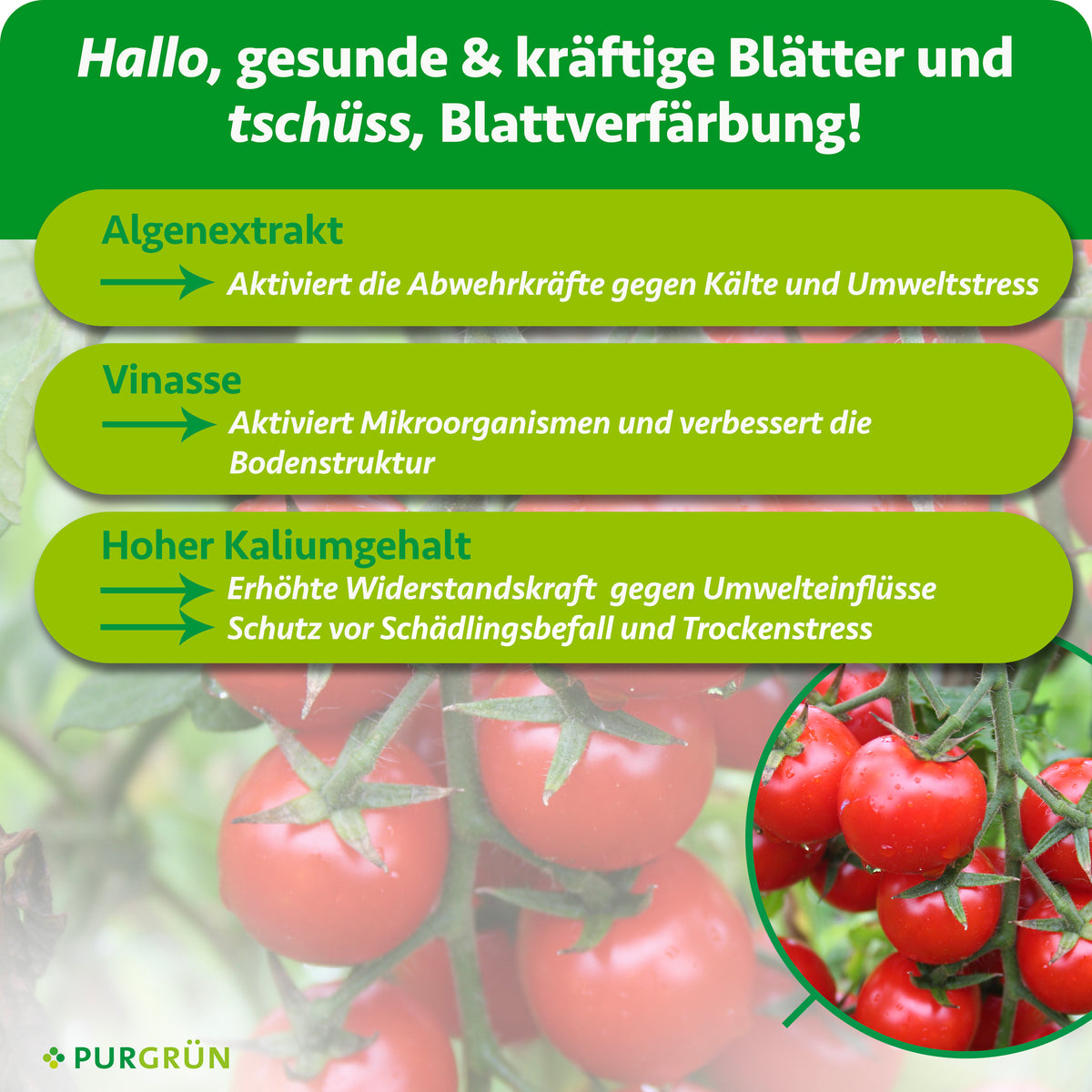 Algenextrakt aktiviert die Abwehrkräfte gegen Kälte und Umweltstress, Vinasse Mikroorganismen und Bodenstruktur. Hoher Kaliumgehalt stärkt die Widerstandskraft gegen Umwelteinflüsse, Schädlingsbefall und Trockenstress.