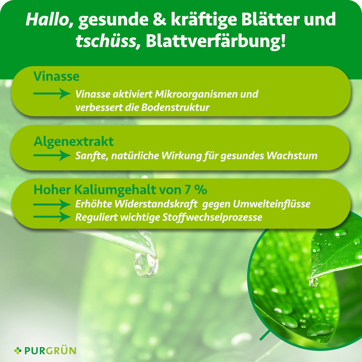 Vinasse aktiviert Mikroorganismen und verbessert die Bodenstruktur; Algenextrakt unterstützt gesundes Wachstum. 7 % Kalium sollen die Widerstandskraft erhöhen und wichtige Stoffwechselprozesse regulieren.