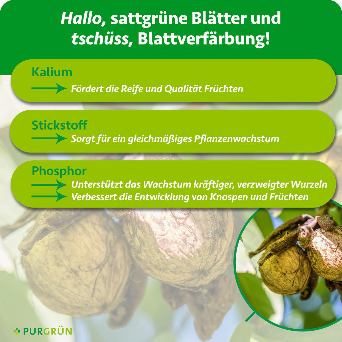 Kalium fördert Reife und Qualität der Früchte, Stickstoff gleichmäßiges Pflanzenwachstum und Phosphor kräftige, verzweigte Wurzeln sowie die Entwicklung von Knospen und Früchten.