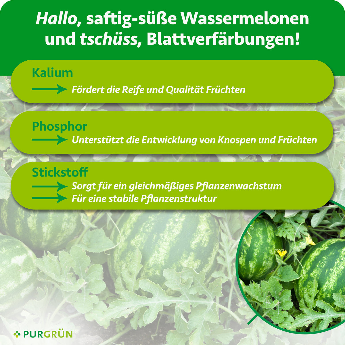 Nährstoffübersicht: Kalium fördert Reife und Fruchtqualität, Phosphor die Entwicklung von Knospen und Früchten; Stickstoff unterstützt gleichmäßiges Wachstum und eine stabile Pflanzenstruktur.