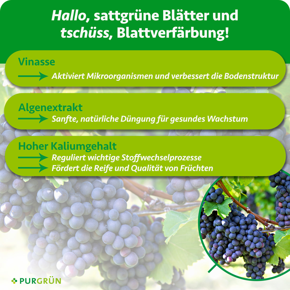 Vinasse aktiviert Mikroorganismen und verbessert die Bodenstruktur; Algenextrakt und hoher Kaliumgehalt fördern gesundes Wachstum, Reife und Fruchtqualität.