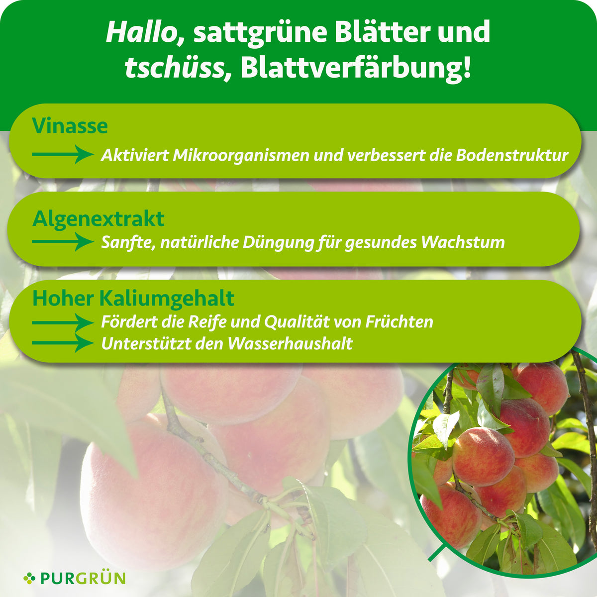 Vinasse aktiviert Mikroorganismen und verbessert die Bodenstruktur, Algenextrakt unterstützt gesundes Wachstum. Hoher Kaliumgehalt fördert Fruchtreife und -qualität sowie den Wasserhaushalt.