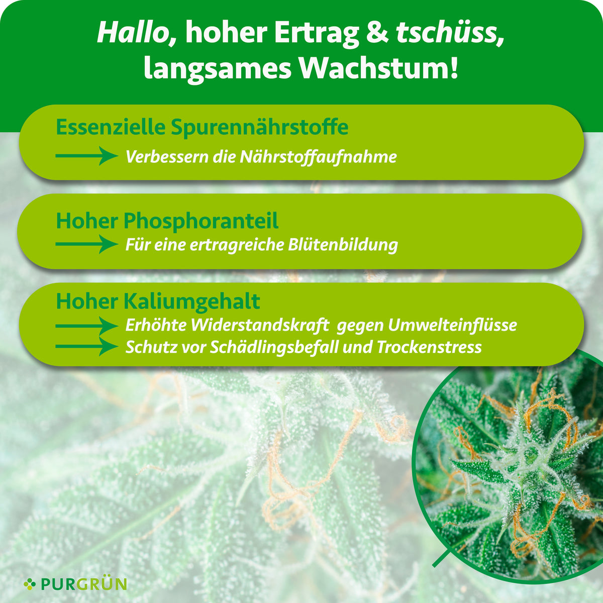 Infografik mit drei grünen Pfeilen auf unscharfem Cannabis-Hintergrund. Text: Vorteile von Purgrün Cannabis Bloom-Dünger 1L – essentielle Spurennährstoffe, viel Phosphor und Kalium für besseres Wachstum, Blüte und kräftige Cannabis-Blüten.