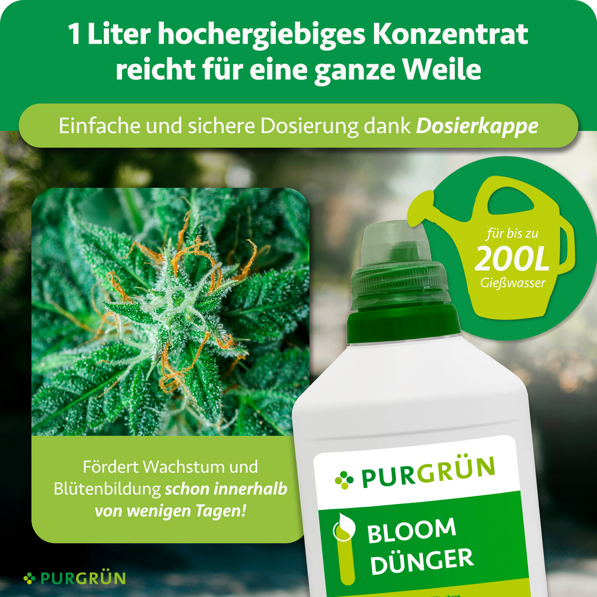 Eine grün-gelbe Anzeige für Purgrün Cannabis Bloom-Dünger 1 Liter zeigt eine Gießkanne, eine Düngerflasche und eine taufrische Pflanze. Der Text betont die schnelle Dosierung, Spurennährstoffe und das schnelle Pflanzenwachstum innerhalb weniger Tage.