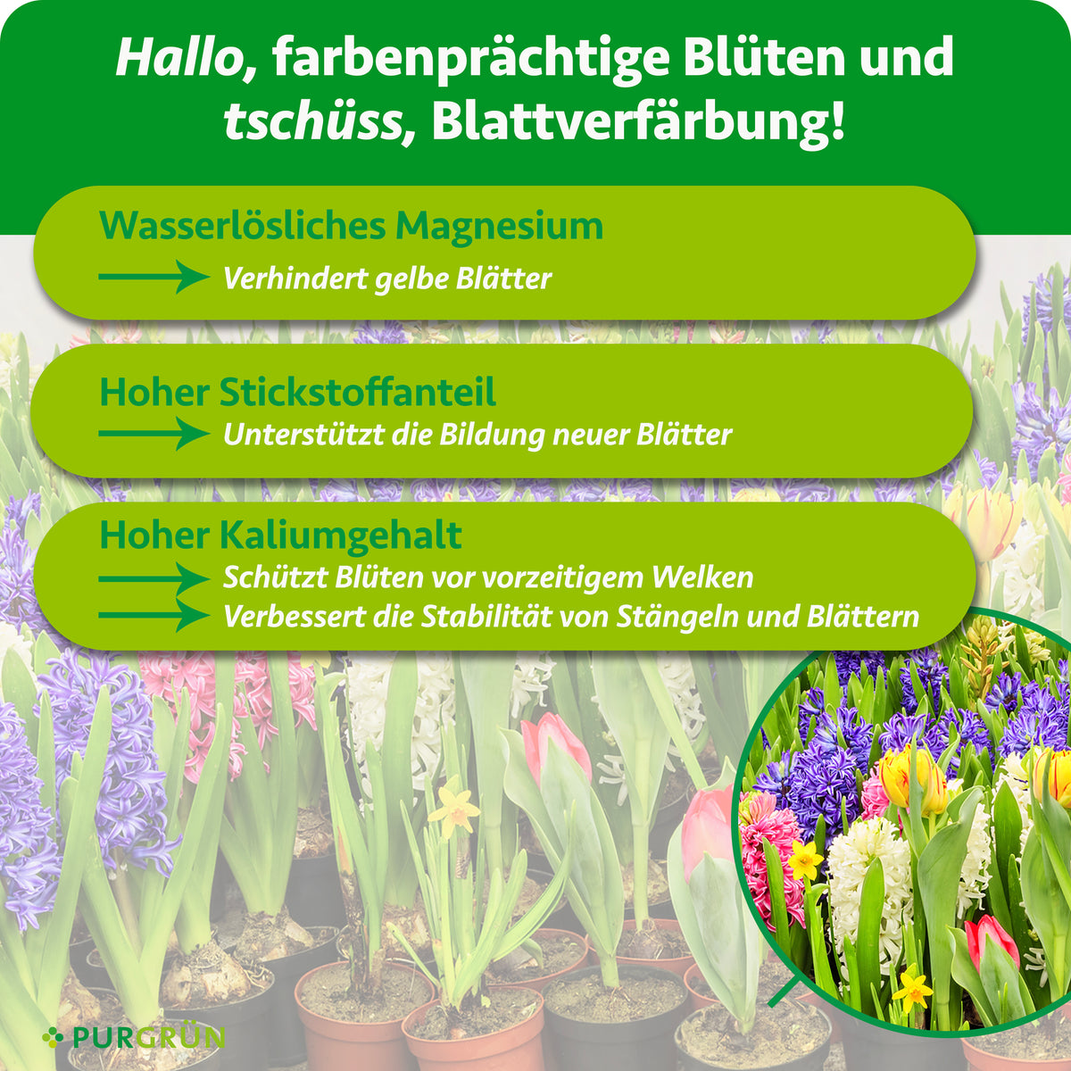 Wasserlösliches Magnesium verhindert gelbe Blätter, hoher Stickstoffanteil unterstützt die Bildung neuer Blätter. Kalium schützt Blüten vor vorzeitigem Welken und verbessert die Stabilität von Stängeln und Blättern.