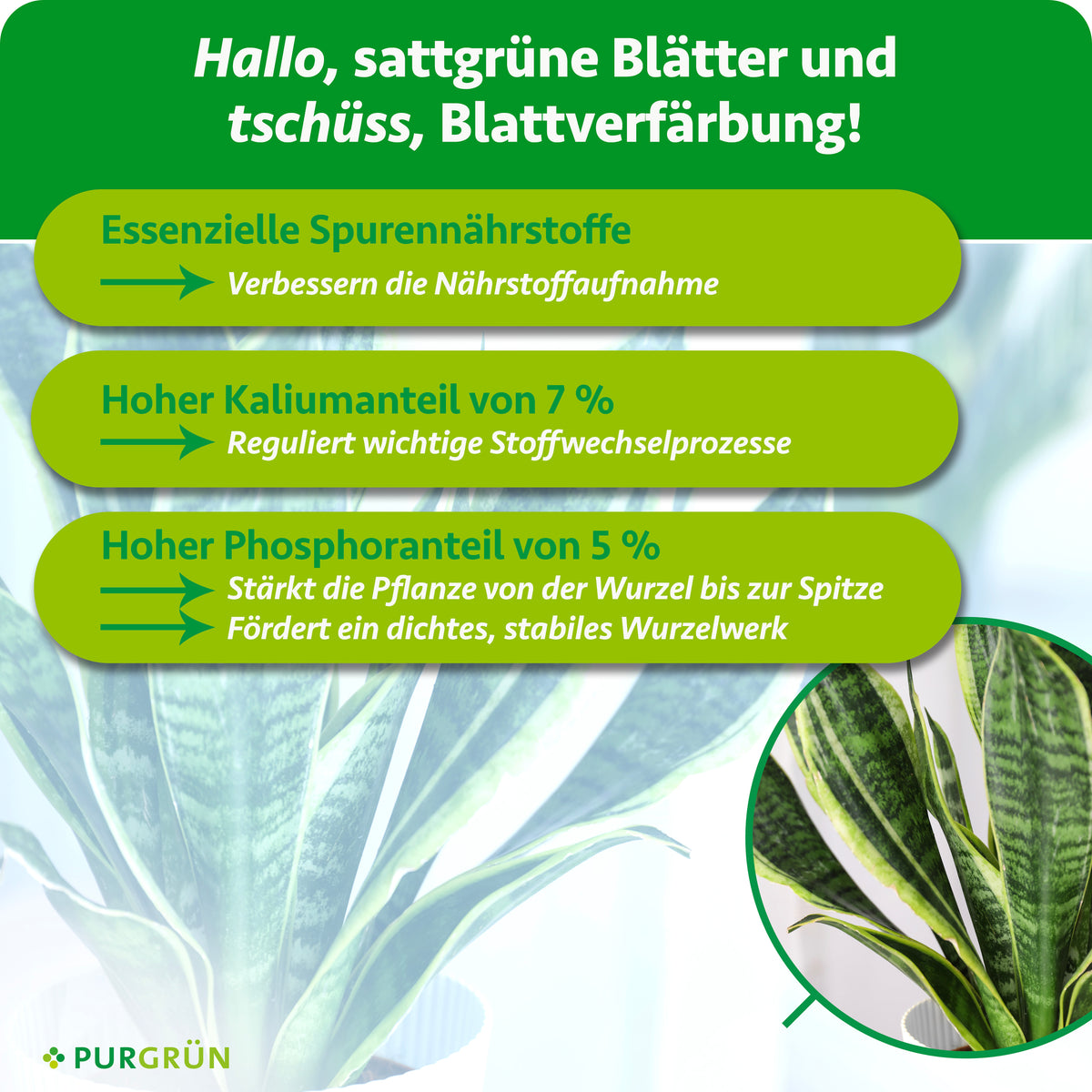 Essenzielle Spurennährstoffe verbessern die Nährstoffaufnahme; 7 % Kalium regulieren wichtige Stoffwechselprozesse. 5 % Phosphor stärken die Pflanze und fördern ein dichtes, stabiles Wurzelwerk.