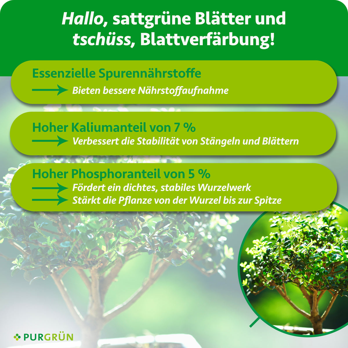 Essenzielle Spurennährstoffe verbessern die Nährstoffaufnahme; 7 % Kalium erhöhen die Stabilität von Stängeln und Blättern. 5 % Phosphor fördern ein dichtes, stabiles Wurzelwerk und stärken die Pflanze von der Wurzel bis zur Spitze.