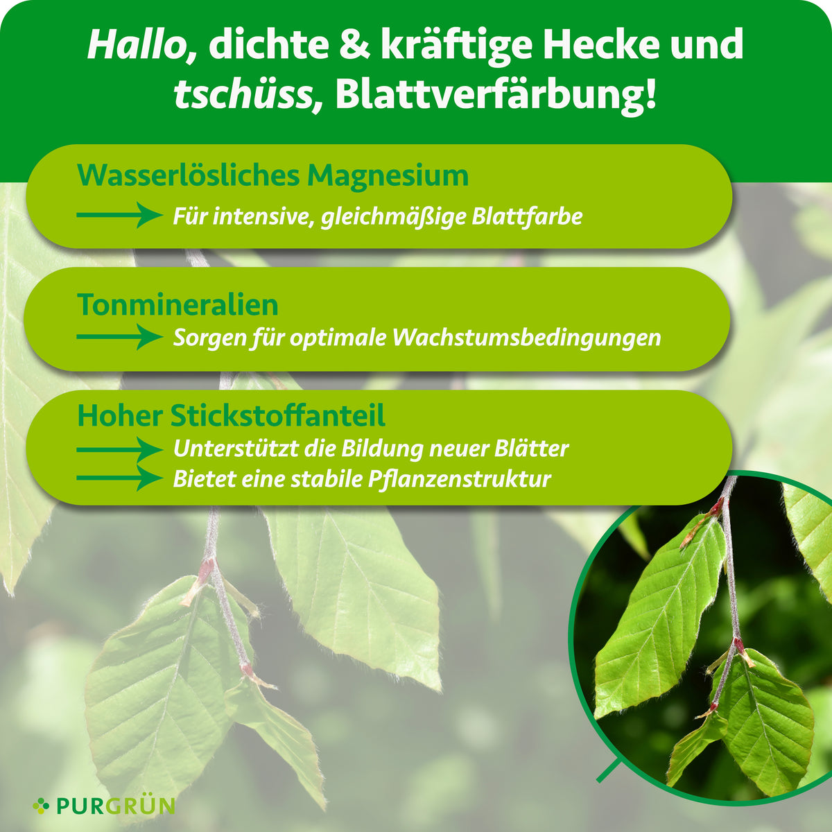 Wasserlösliches Magnesium fördert intensive, gleichmäßige Blattfarbe; Tonmineralien schaffen optimale Wachstumsbedingungen; hoher Stickstoffanteil unterstützt neue Blätter und eine stabile Pflanzenstruktur.
