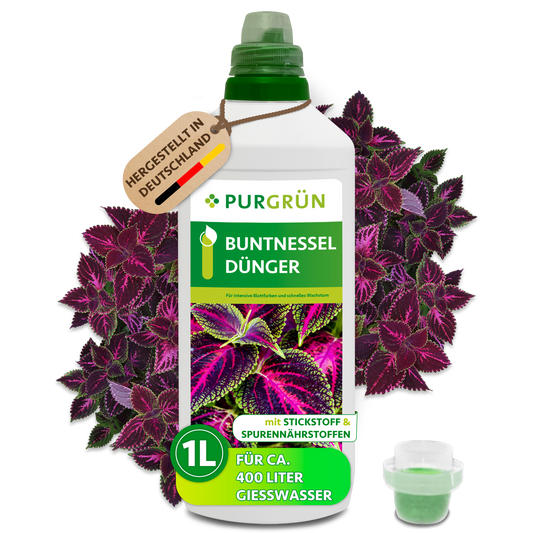 Purgrün Buntnessel-Dünger im 1-Liter-Gebinde mit Dosierkappe vor violett-grünen Buntnesselblättern; reicht für ca. 400 Liter Gießwasser.