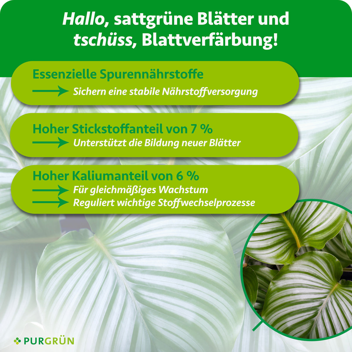 Essenzielle Spurennährstoffe sichern die Nährstoffversorgung; 7 % Stickstoff unterstützen neue Blätter und 6 % Kalium gleichmäßiges Wachstum sowie wichtige Stoffwechselprozesse.