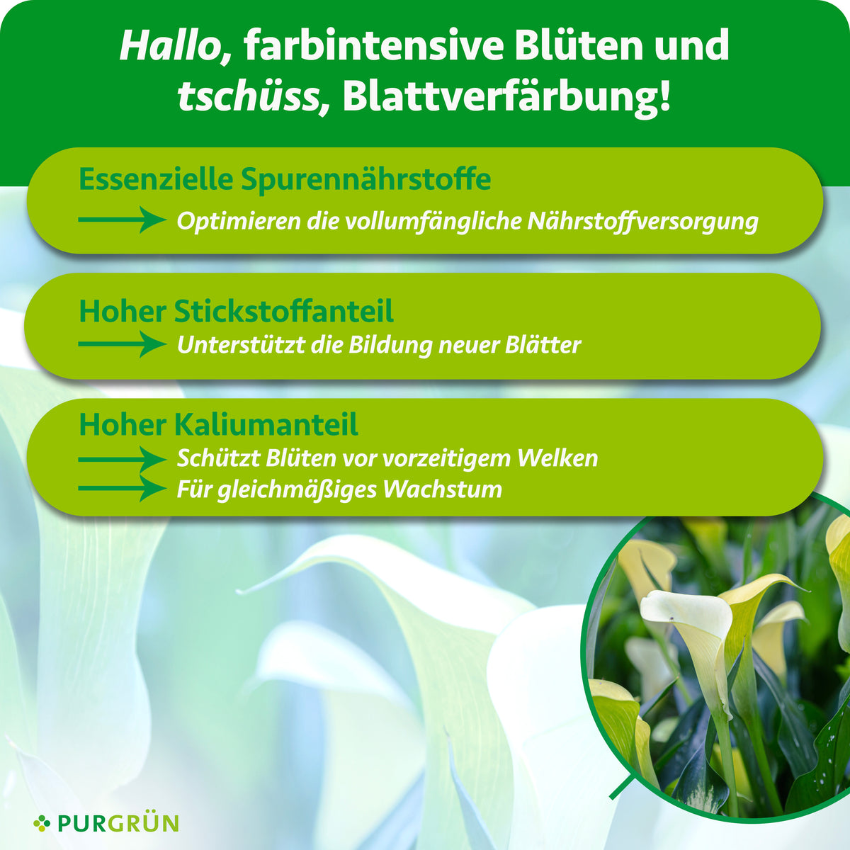 Essenzielle Spurennährstoffe optimieren die Nährstoffversorgung, ein hoher Stickstoffanteil unterstützt die Bildung neuer Blätter. Ein hoher Kaliumanteil schützt Blüten vor vorzeitigem Welken und fördert gleichmäßiges Wachstum.