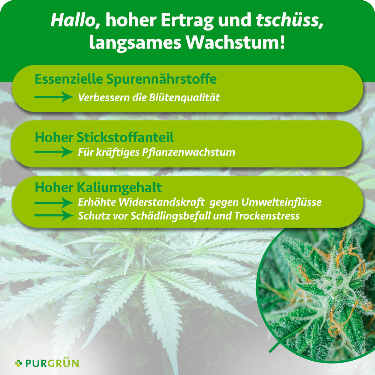 Essenzielle Spurennährstoffe verbessern die Blütenqualität, Stickstoff fördert kräftiges Pflanzenwachstum und Kalium erhöht die Widerstandskraft gegen Umwelteinflüsse, Schädlingsbefall und Trockenstress.