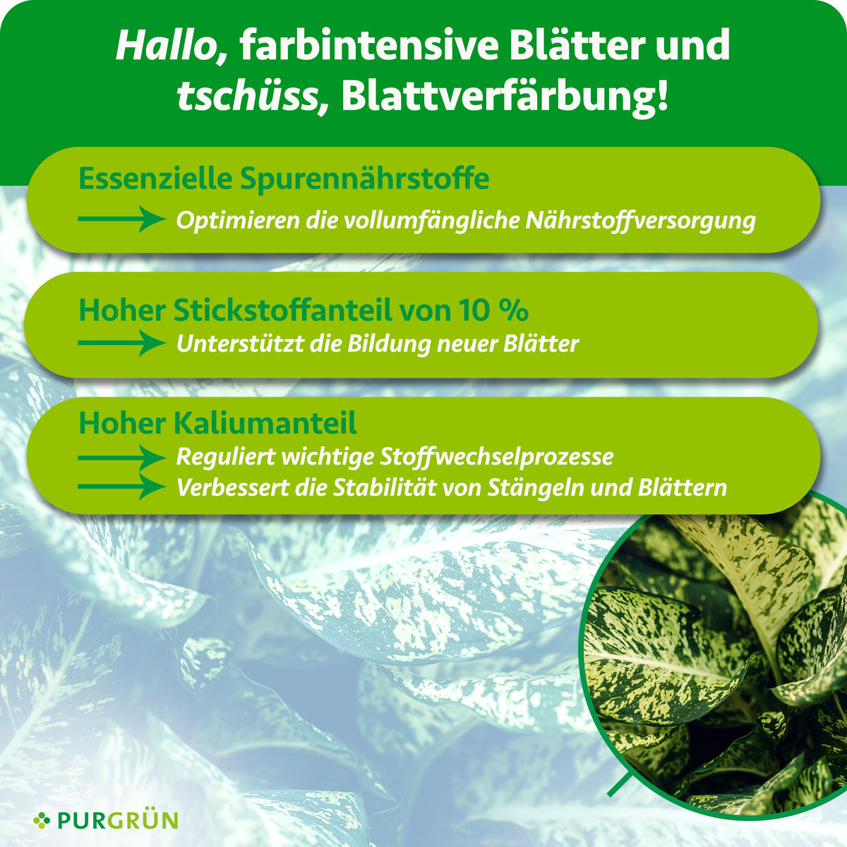 Essenzielle Spurennährstoffe, 10 % Stickstoff und ein hoher Kaliumanteil unterstützen Nährstoffversorgung, Blattbildung und Pflanzenstabilität.