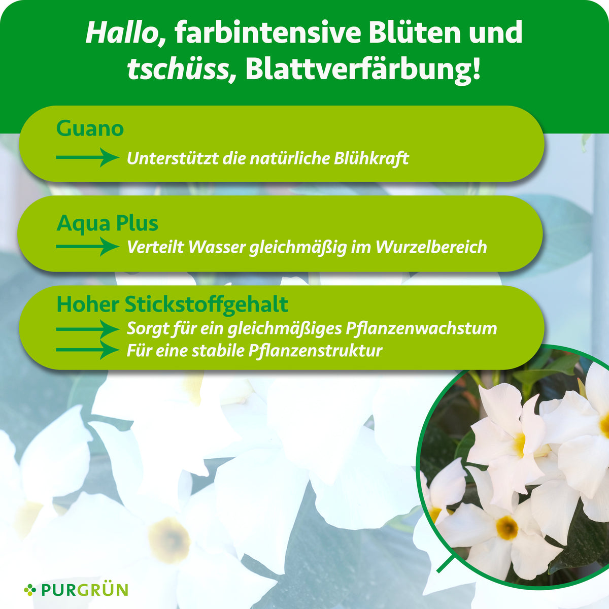 Guano unterstützt die natürliche Blühkraft, Aqua Plus verteilt Wasser gleichmäßig im Wurzelbereich; hoher Stickstoffgehalt fördert gleichmäßiges Wachstum und eine stabile Pflanzenstruktur.