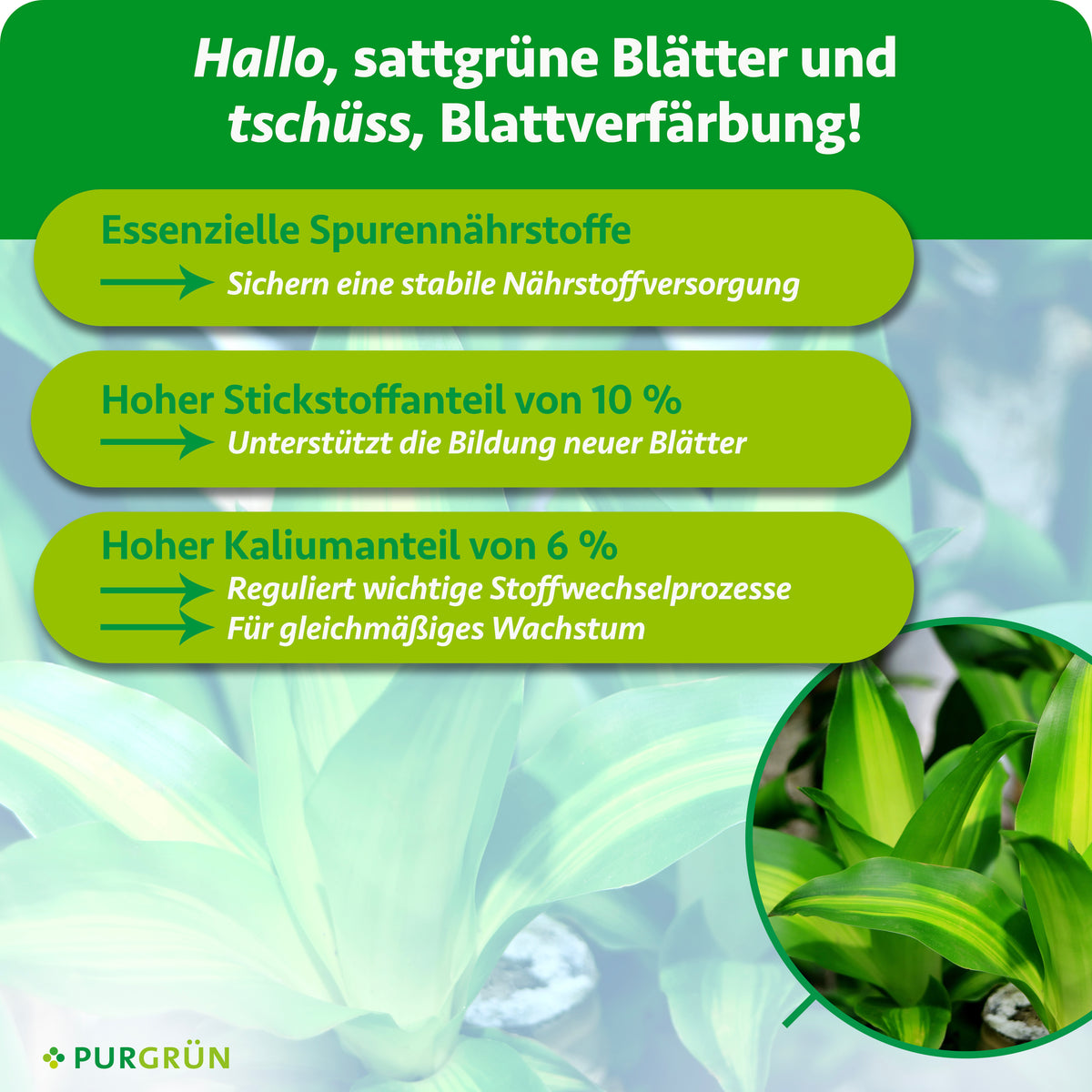 Essenzielle Spurennährstoffe sichern eine stabile Nährstoffversorgung; 10 % Stickstoff unterstützen die Bildung neuer Blätter, 6 % Kalium regulieren wichtige Stoffwechselprozesse und unterstützen gleichmäßiges Wachstum.