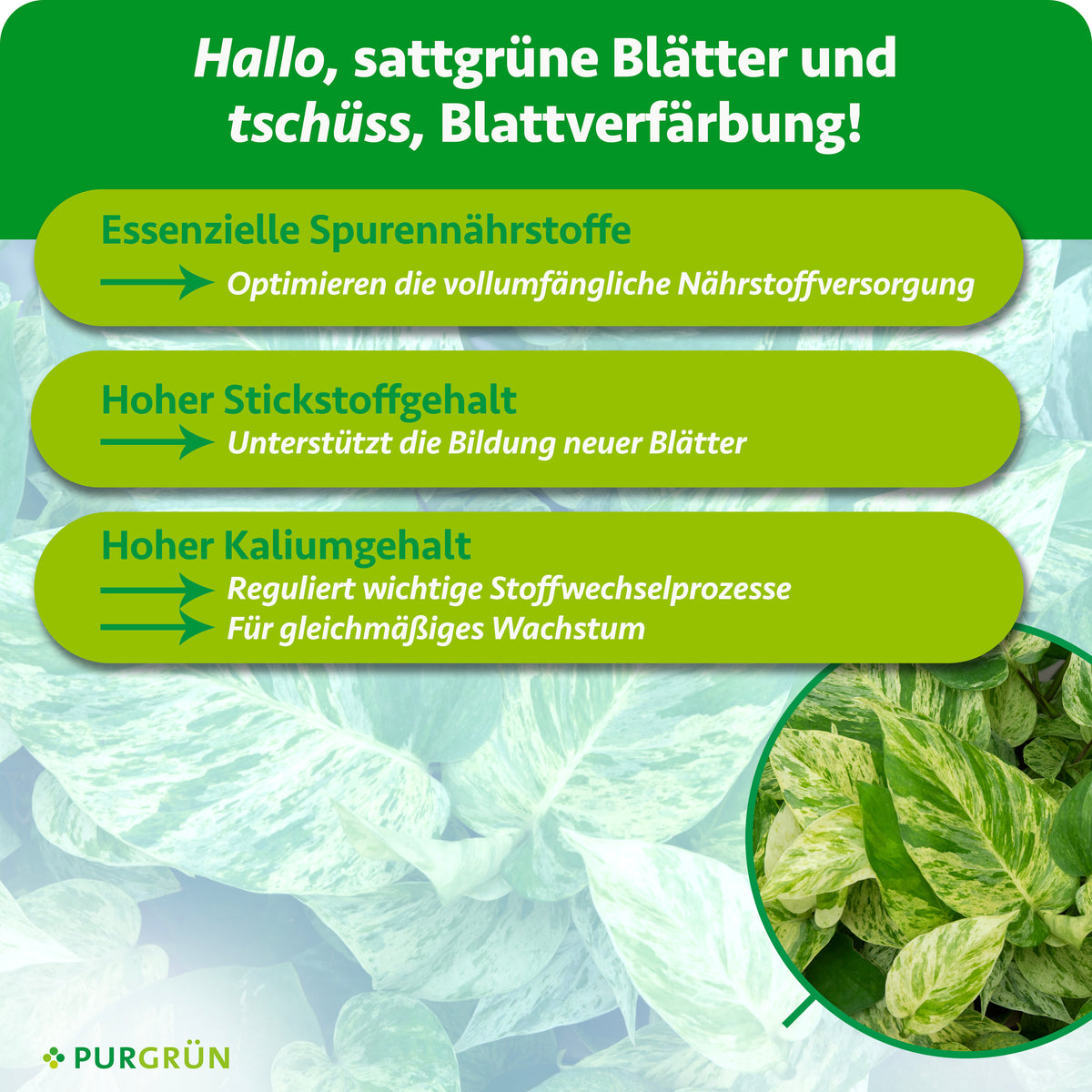 Essenzielle Spurennährstoffe optimieren die Nährstoffversorgung, hoher Stickstoffgehalt unterstützt neue Blätter und hoher Kaliumgehalt reguliert Stoffwechselprozesse für gleichmäßiges Wachstum.