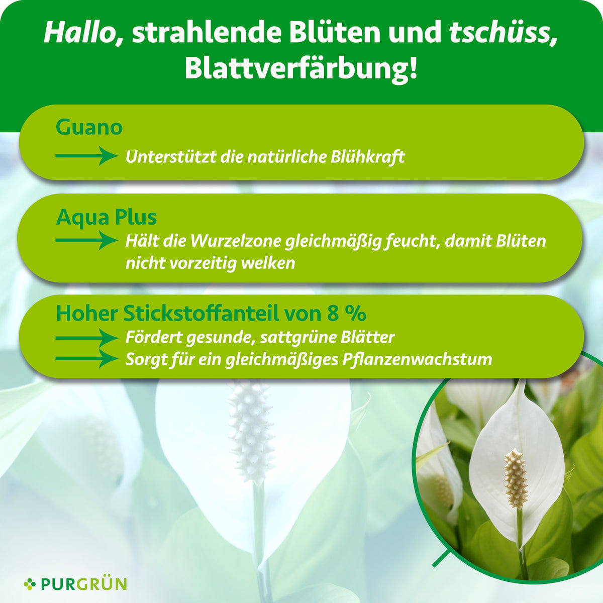 Guano unterstützt die natürliche Blühkraft, Aqua Plus hält die Wurzelzone gleichmäßig feucht. 8 % Stickstoff fördern sattgrüne Blätter und gleichmäßiges Wachstum.