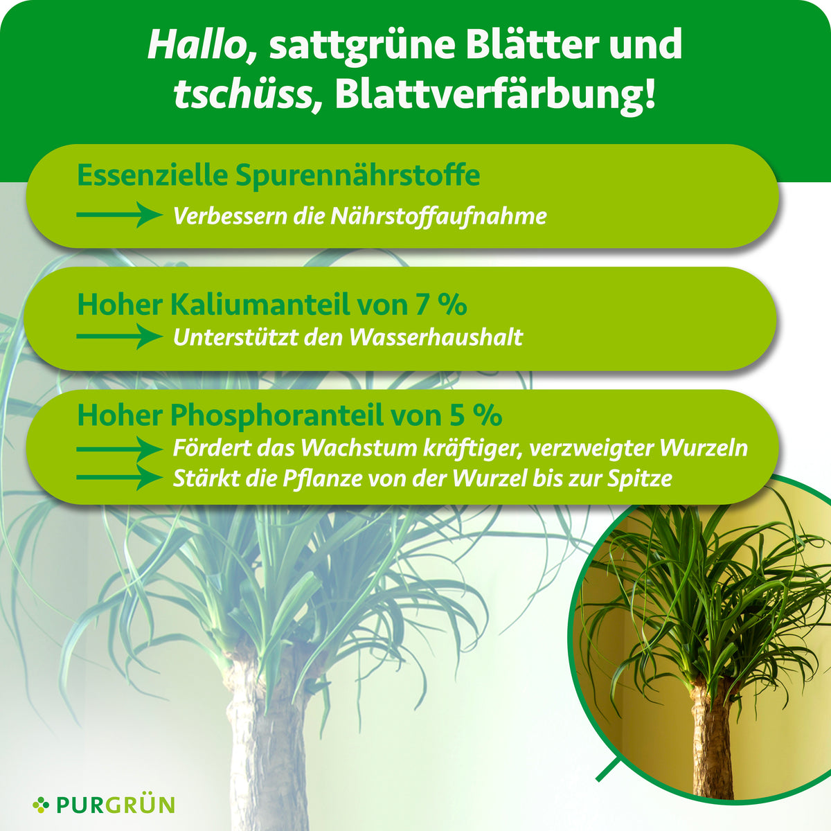 Essenzielle Spurennährstoffe verbessern die Nährstoffaufnahme; 7 % Kalium unterstützen den Wasserhaushalt und 5 % Phosphor fördern kräftige, verzweigte Wurzeln.