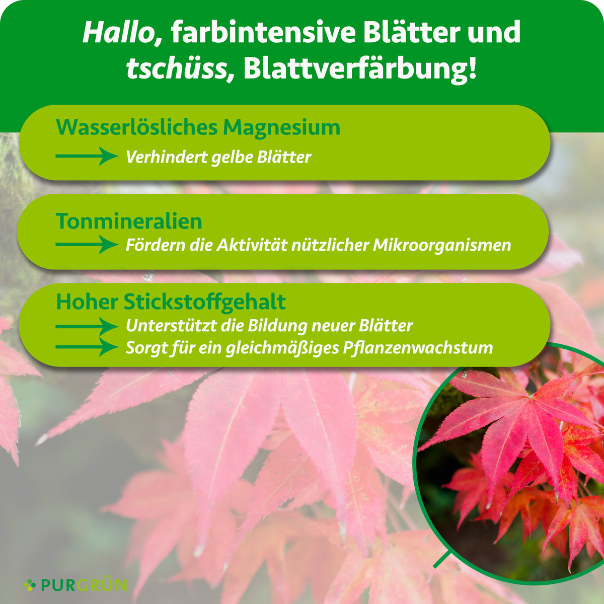 Wasserlösliches Magnesium verhindert gelbe Blätter, Tonmineralien fördern nützliche Mikroorganismen und Stickstoff unterstützt neue Blätter sowie gleichmäßiges Wachstum.
