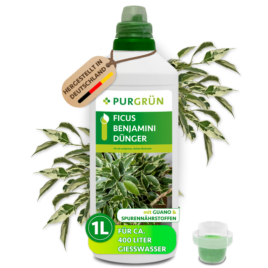 Purgrün Ficus-Benjamini-Dünger, 1 Liter, mit Dosierkappe; reicht für ca. 400 Liter Gießwasser.