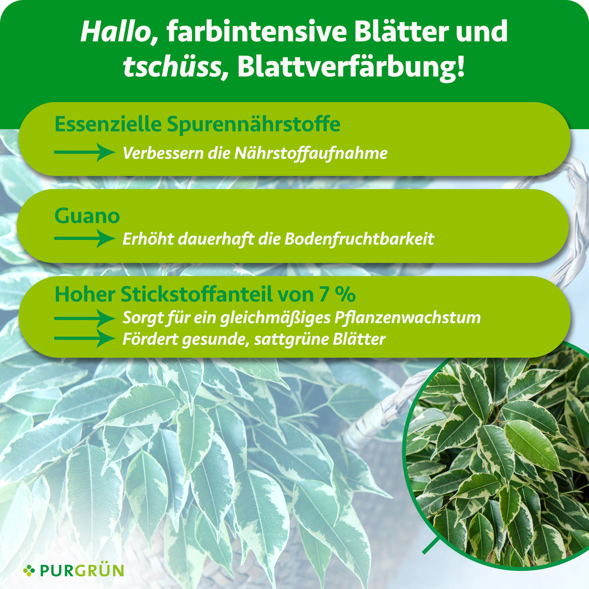 Spurennährstoffe verbessern die Nährstoffaufnahme, Guano erhöht die Bodenfruchtbarkeit und 7 % Stickstoff fördern gleichmäßiges Wachstum und sattgrüne Blätter.