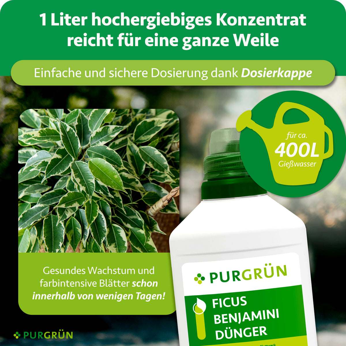 1 Liter Ficus-Benjamini-Dünger ergibt mit Dosierkappe Konzentrat für ca. 400 Liter Gießwasser.