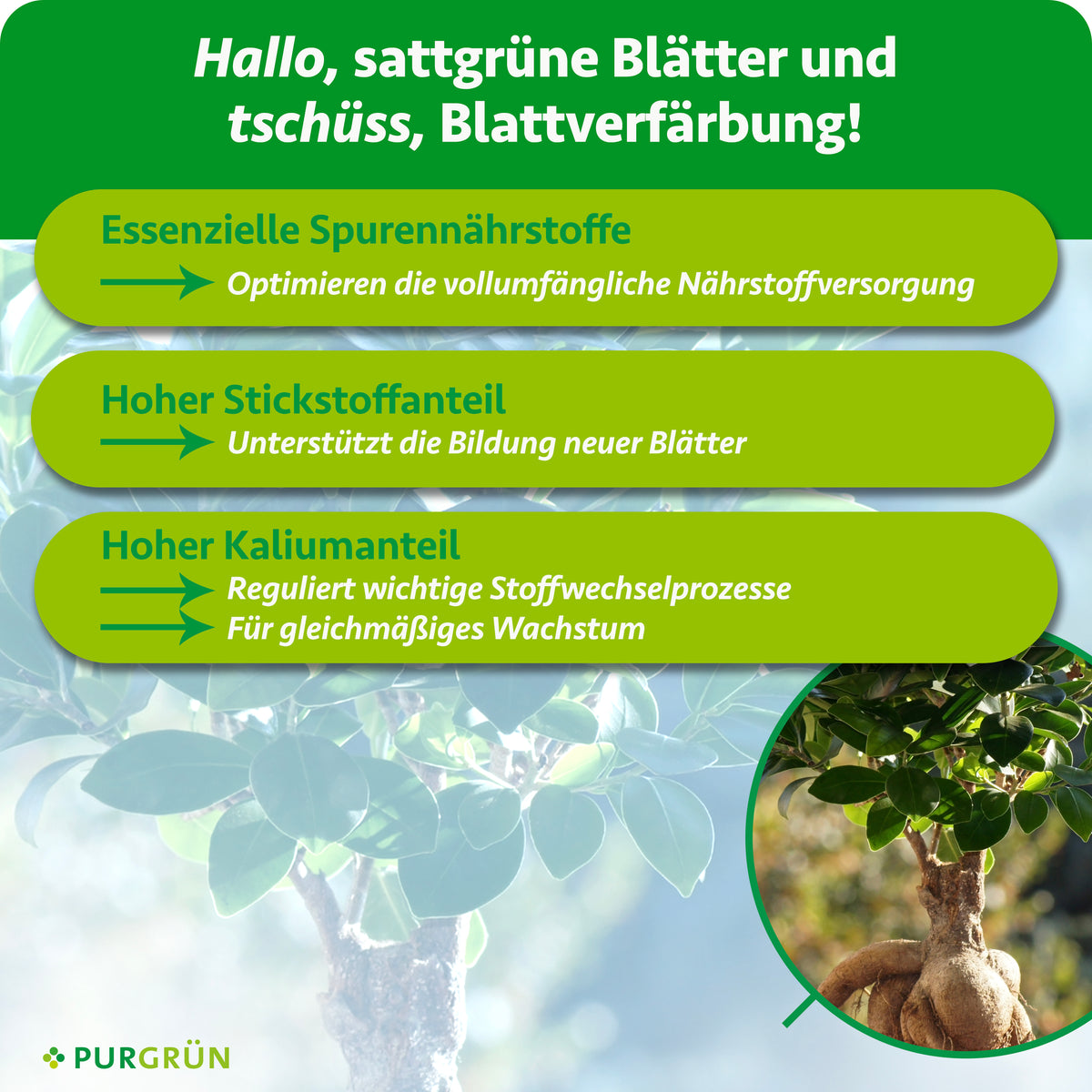 Essenzielle Spurennährstoffe optimieren die Nährstoffversorgung, Stickstoff unterstützt neue Blätter und Kalium Stoffwechsel sowie gleichmäßiges Wachstum.