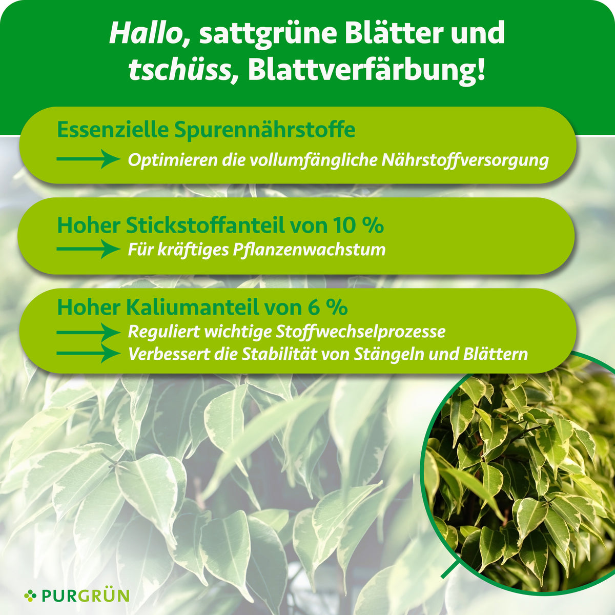 Essenzielle Spurennährstoffe optimieren die Nährstoffversorgung; 10 % Stickstoff fördern kräftiges Wachstum und 6 % Kalium unterstützen Stoffwechsel und Stabilität.