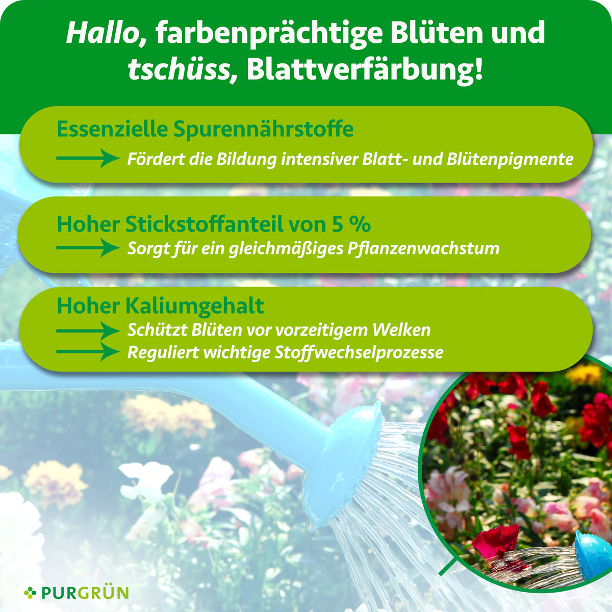Essenzielle Spurennährstoffe fördern intensive Blatt- und Blütenpigmente; 5 % Stickstoff unterstützen gleichmäßiges Wachstum, Kalium schützt Blüten vor vorzeitigem Welken und reguliert Stoffwechselprozesse.