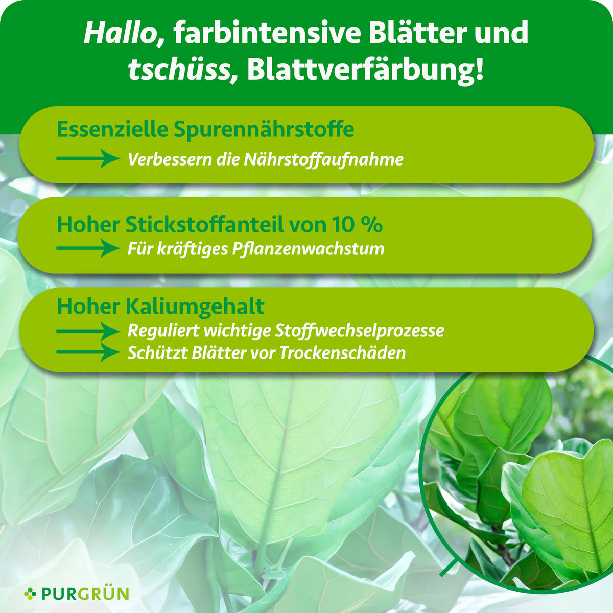 Essenzielle Spurennährstoffe verbessern die Nährstoffaufnahme, 10 % Stickstoff fördern kräftiges Wachstum und ein hoher Kaliumgehalt unterstützt Stoffwechselprozesse sowie den Schutz vor Trockenschäden.