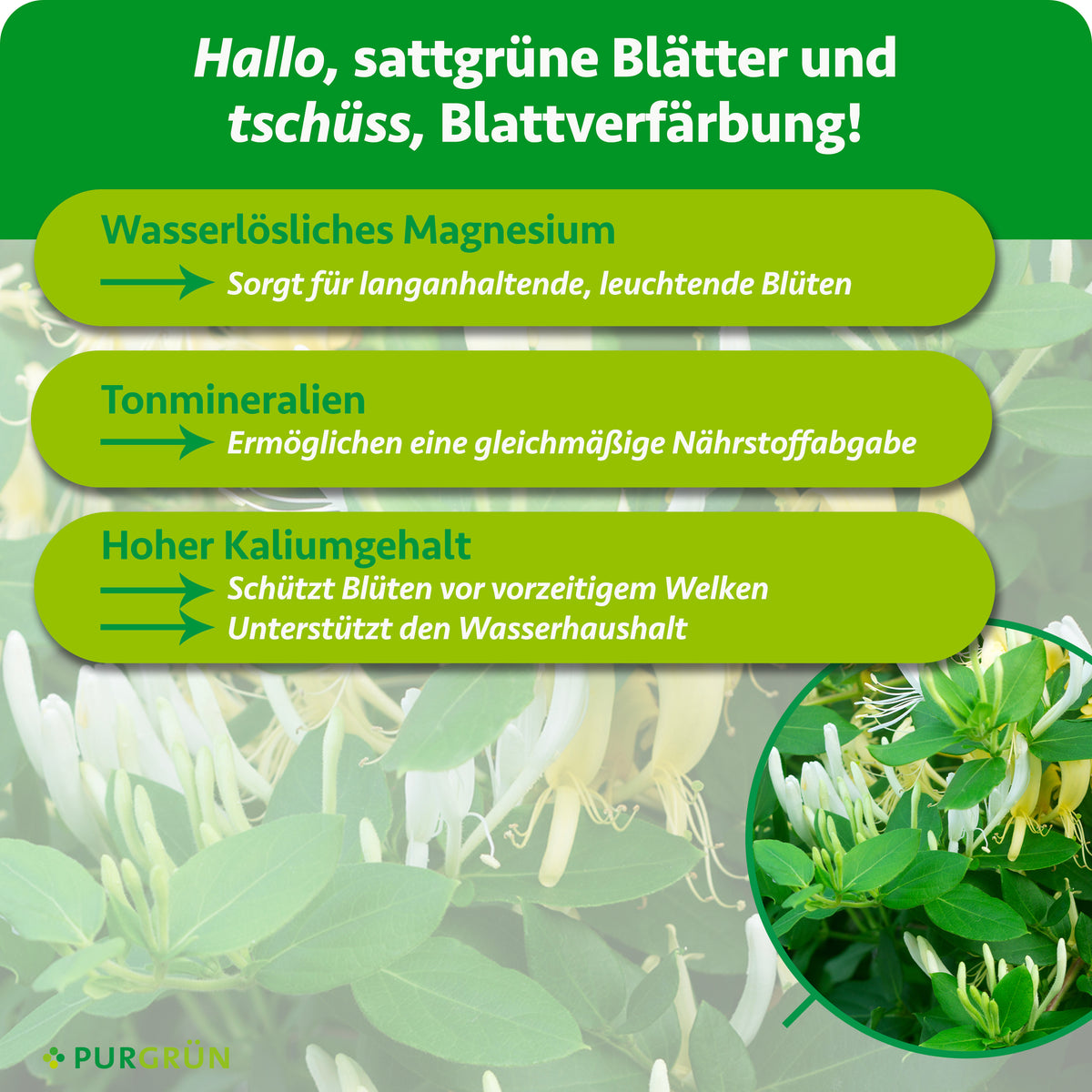 Wasserlösliches Magnesium sorgt für langanhaltende, leuchtende Blüten, Tonmineralien für gleichmäßige Nährstoffabgabe. Ein hoher Kaliumgehalt schützt Blüten vor vorzeitigem Welken und unterstützt den Wasserhaushalt.