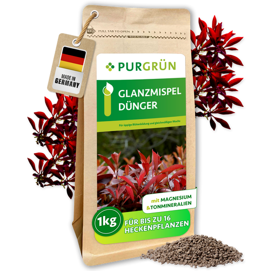 Purgrün Glanzmispel-Dünger im 1-kg-Beutel, umgeben von roten Glanzmispelzweigen und feinem Granulat.