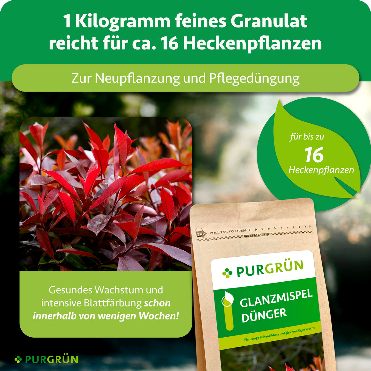 1 kg feines Granulat reicht für ca. 16 Heckenpflanzen und eignet sich zur Neupflanzung und Pflegedüngung. Gesundes Wachstum und intensive Blattfärbung schon innerhalb von wenigen Wochen.
