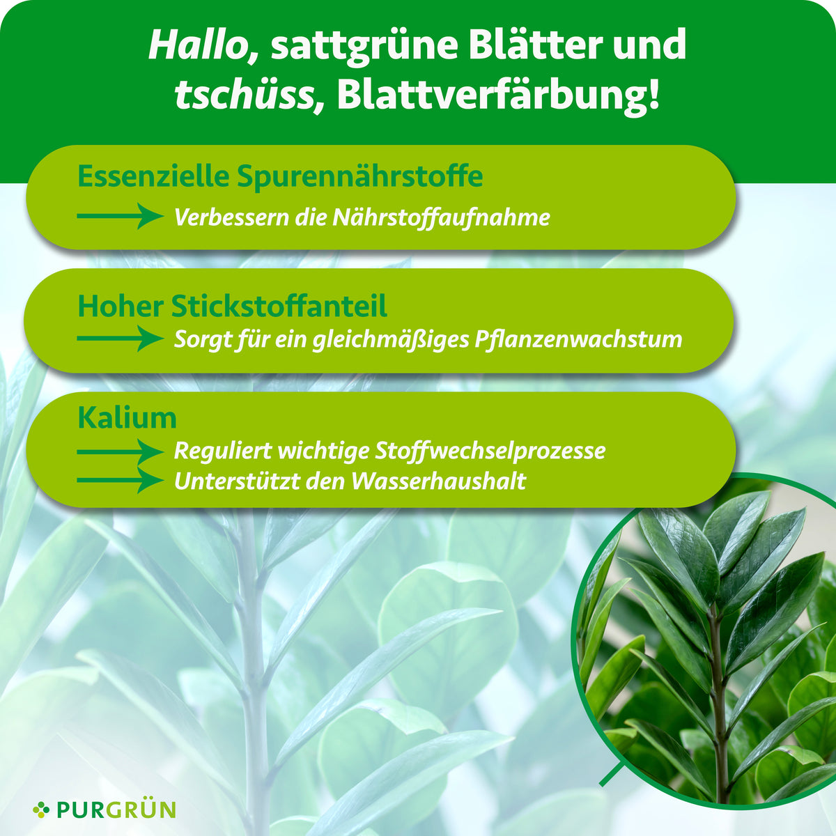 Essenzielle Spurennährstoffe verbessern die Nährstoffaufnahme, ein hoher Stickstoffanteil fördert gleichmäßiges Wachstum und Kalium unterstützt Stoffwechsel und Wasserhaushalt.