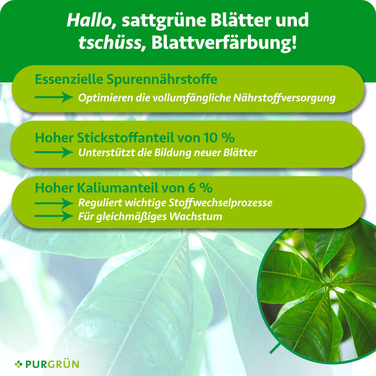 Spurennährstoffe ergänzen die Nährstoffversorgung; 10 % Stickstoff unterstützen die Blattbildung, 6 % Kalium regulieren Stoffwechselprozesse und fördern gleichmäßiges Wachstum.