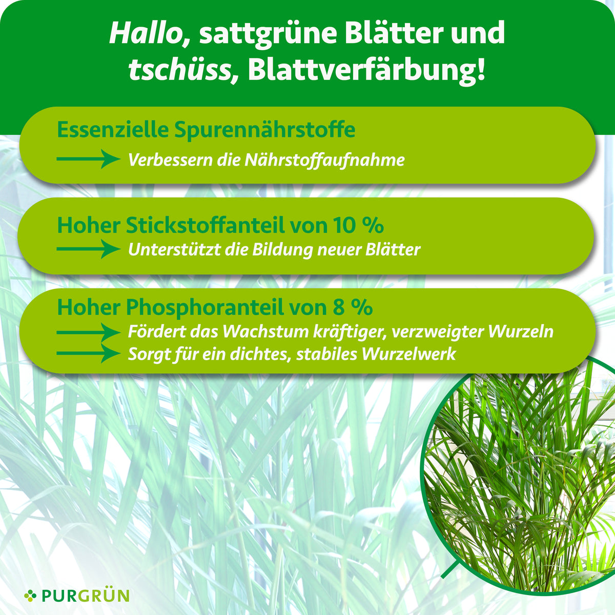Spurennährstoffe verbessern die Nährstoffaufnahme. 10 % Stickstoff unterstützen neue Blätter, 8 % Phosphor kräftige, verzweigte Wurzeln.