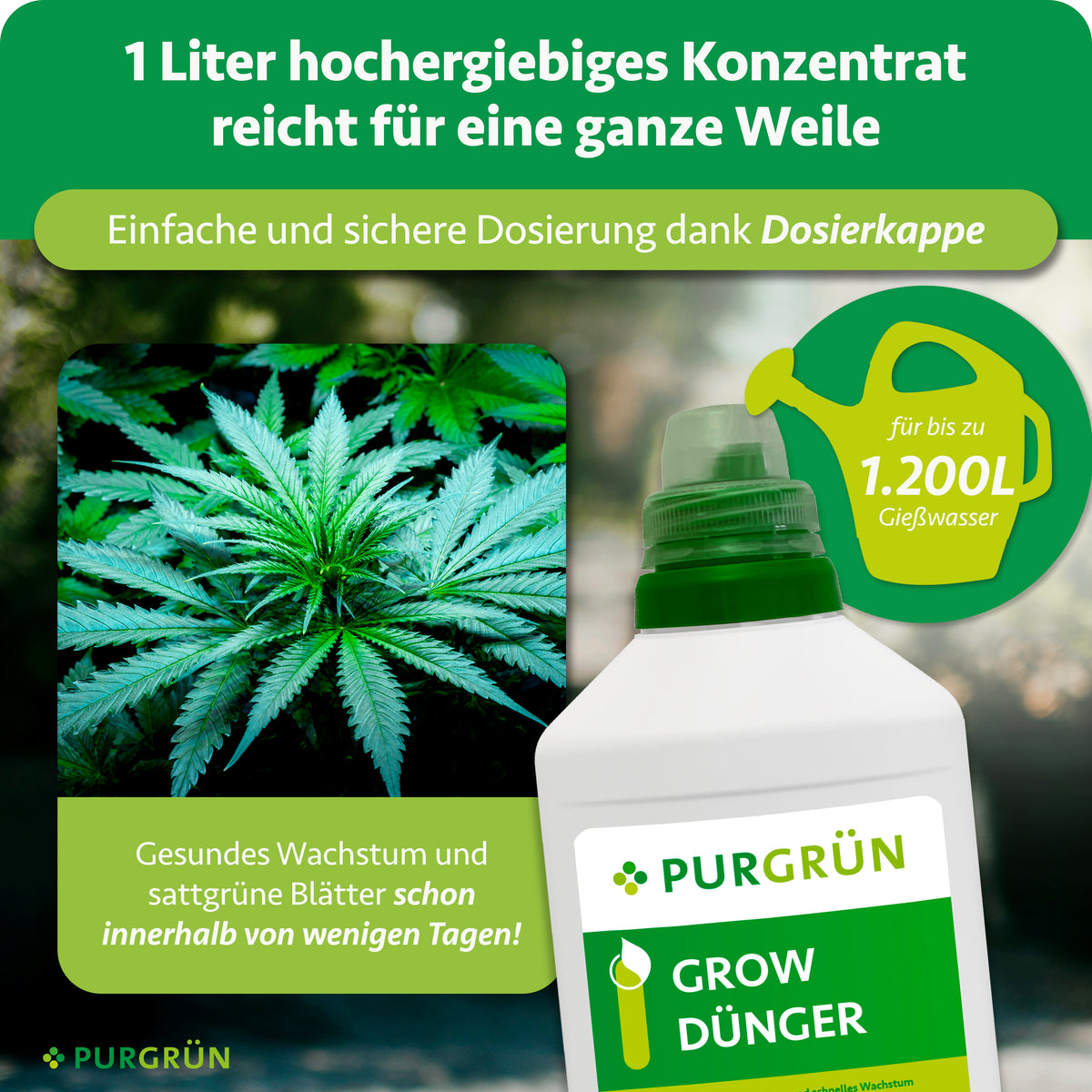 Das Bild zeigt eine Flasche Purgrün Cannabis Grow-Dünger 1 Liter mit Gießkanne und Cannabisblättern. Die konzentrierte Formel und die einfache Anwendung sorgen für optimale Nährstoffversorgung und schnelle Ergebnisse während der Wachstumsphase. Eine Dosierungsanleitung liegt bei.