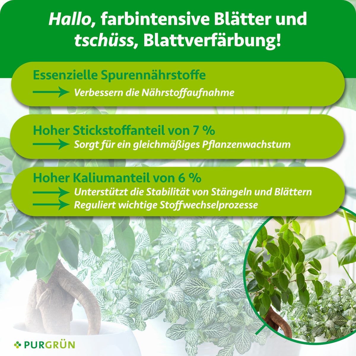 Essenzielle Spurennährstoffe verbessern die Nährstoffaufnahme; 7 % Stickstoff fördern gleichmäßiges Wachstum, 6 % Kalium unterstützen Stängel, Blätter und Stoffwechselprozesse.