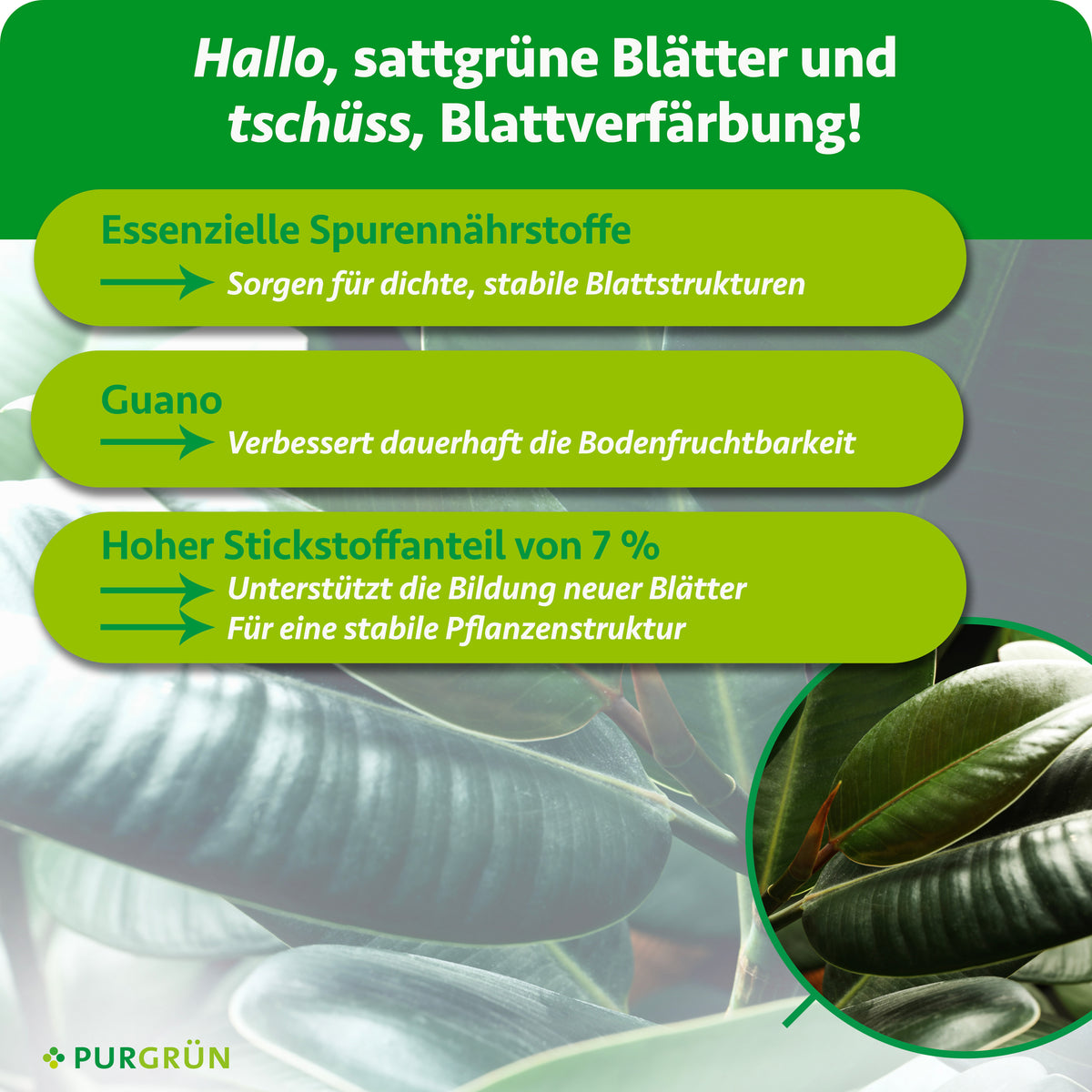 Essenzielle Spurennährstoffe sorgen für dichte, stabile Blattstrukturen, Guano verbessert dauerhaft die Bodenfruchtbarkeit. 7 % Stickstoff unterstützen neue Blätter und eine stabile Pflanzenstruktur.