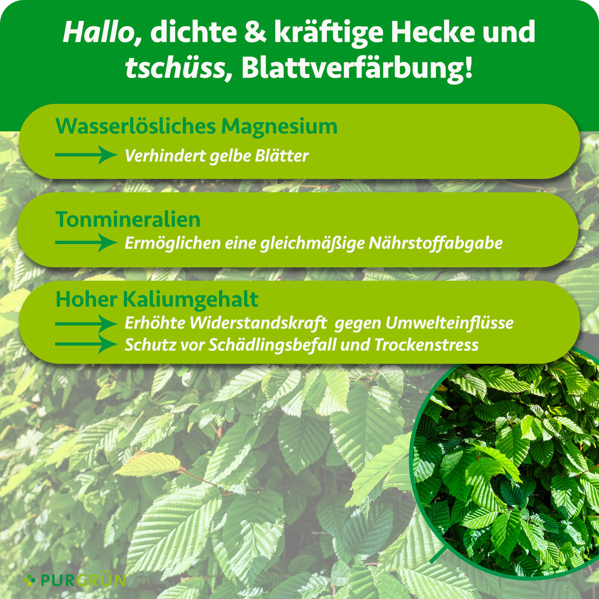 Wasserlösliches Magnesium verhindert gelbe Blätter, Tonmineralien ermöglichen eine gleichmäßige Nährstoffabgabe und Kalium stärkt die Widerstandskraft gegen Umwelteinflüsse, Schädlingsbefall und Trockenstress.