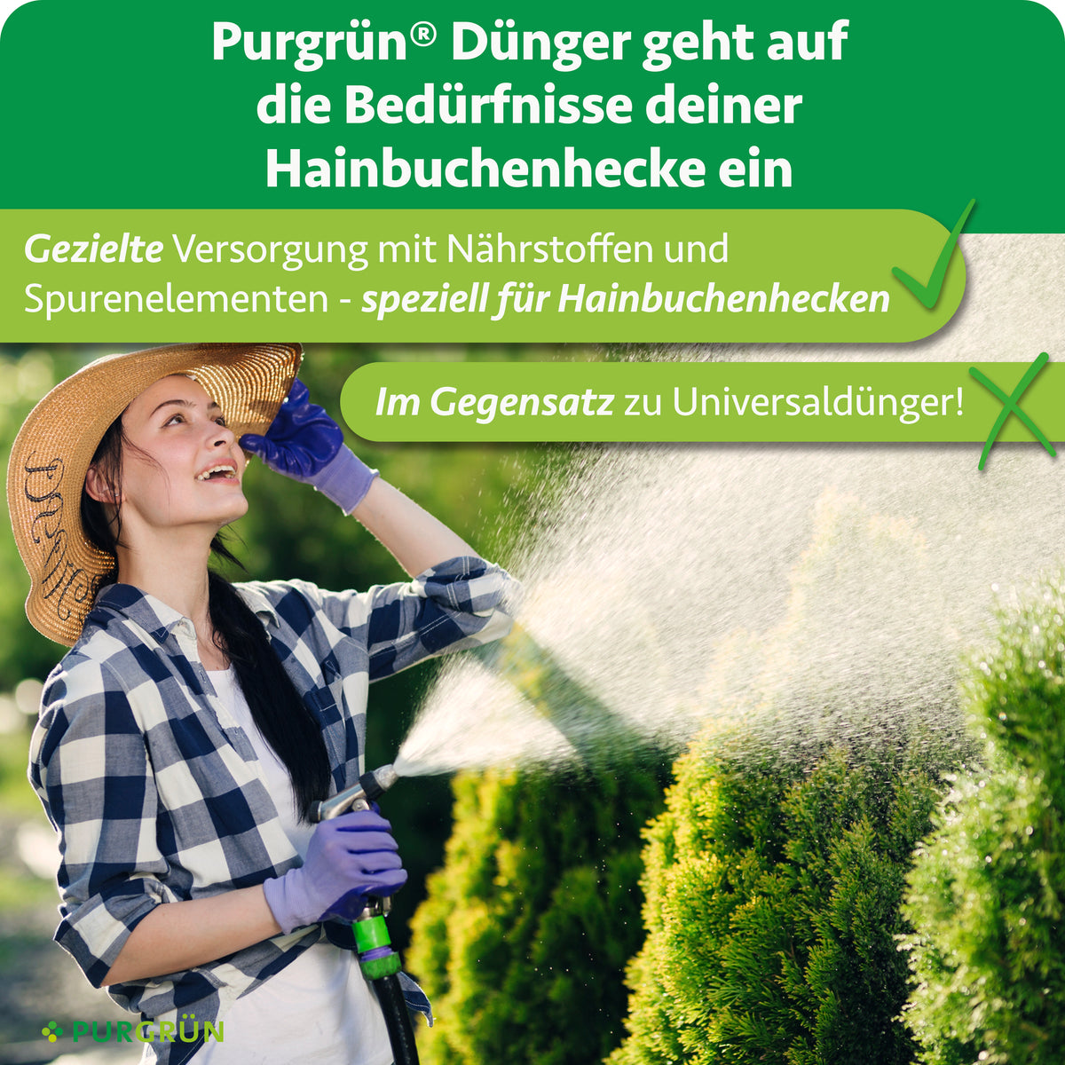 Eine Gärtnerin bewässert eine Hecke; hervorgehoben wird die gezielte Versorgung von Hainbuchenhecken mit Nährstoffen und Spurenelementen im Gegensatz zu Universaldünger.