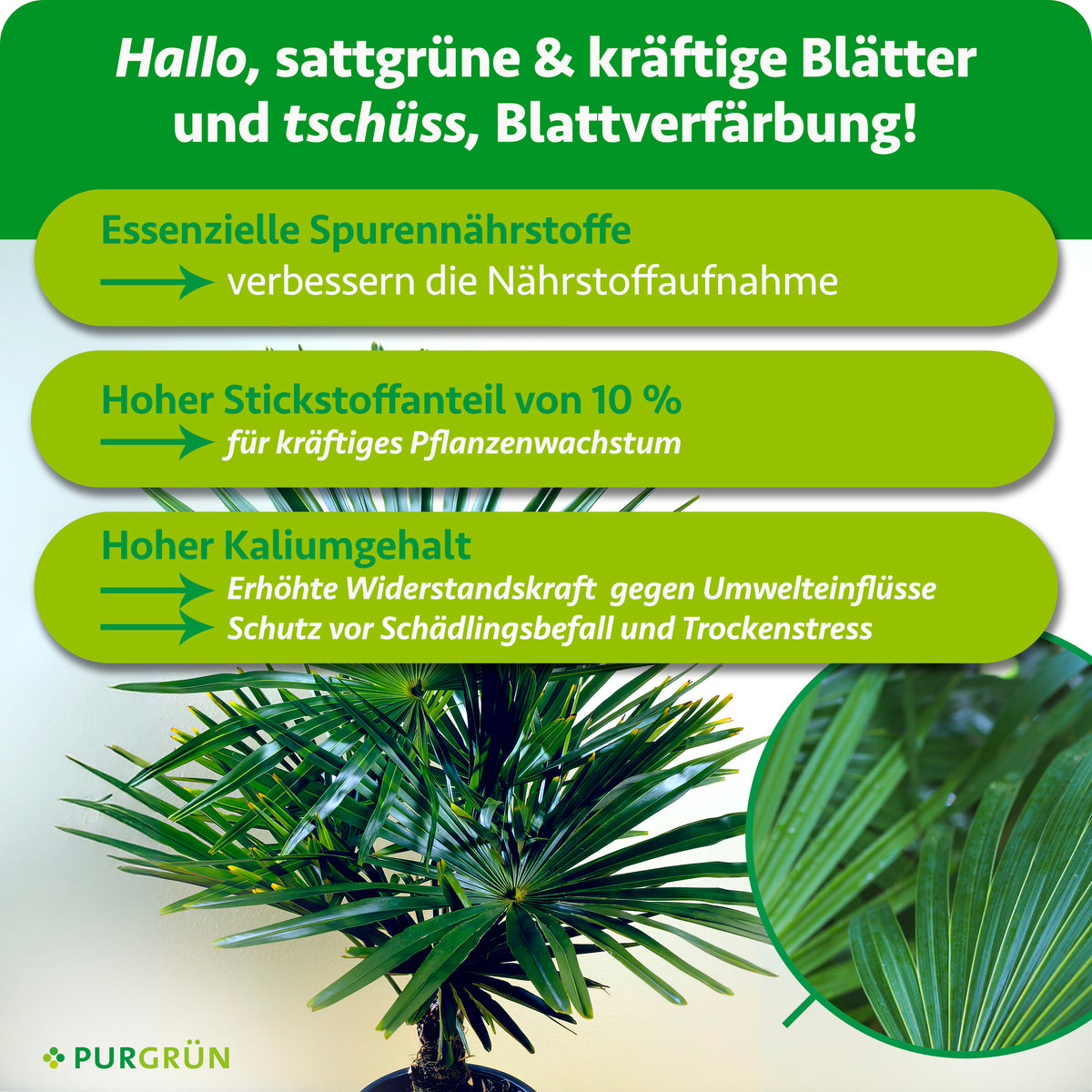 Eine grüne Blattpflanze mit Textfeldern, die Purgrün Hanfpalmen-Dünger 1 Liter beschreiben: essentielle Spurennährstoffe für die Nährstoffaufnahme, 10 % Stickstoff für das Wachstum und viel Kalium für die Widerstandsfähigkeit. Das Purgrün-Logo erscheint unten.