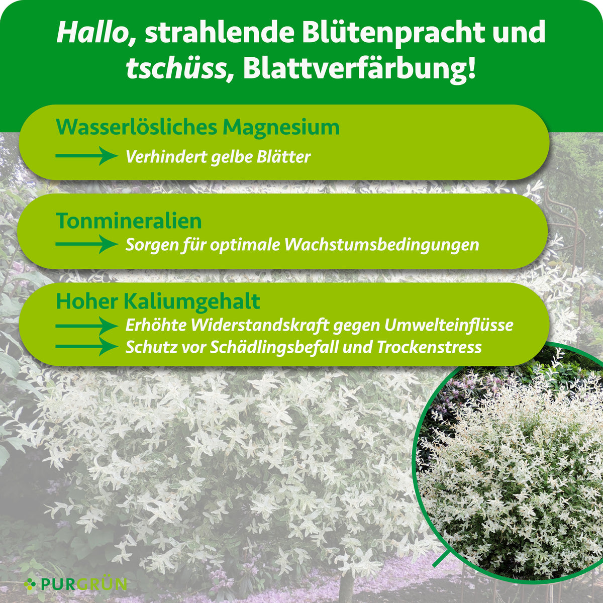 Wasserlösliches Magnesium verhindert gelbe Blätter, Tonmineralien schaffen optimale Wachstumsbedingungen und ein hoher Kaliumgehalt stärkt gegen Umwelteinflüsse, Schädlingsbefall und Trockenstress.
