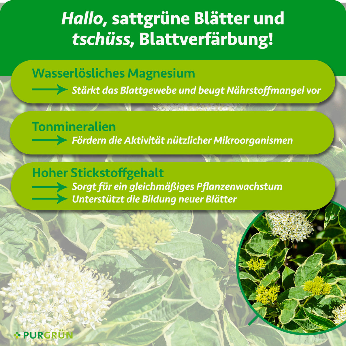 Wasserlösliches Magnesium stärkt das Blattgewebe und beugt Nährstoffmangel vor. Tonmineralien fördern nützliche Mikroorganismen, hoher Stickstoffgehalt gleichmäßiges Wachstum und neue Blätter.
