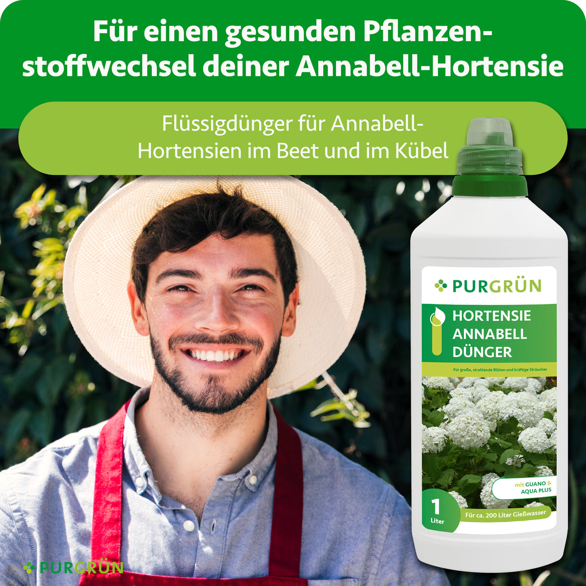 Flüssigdünger für Annabell-Hortensien im Beet und Kübel zur Unterstützung eines gesunden Pflanzenstoffwechsels, dargestellt neben einem lächelnden Gärtner.