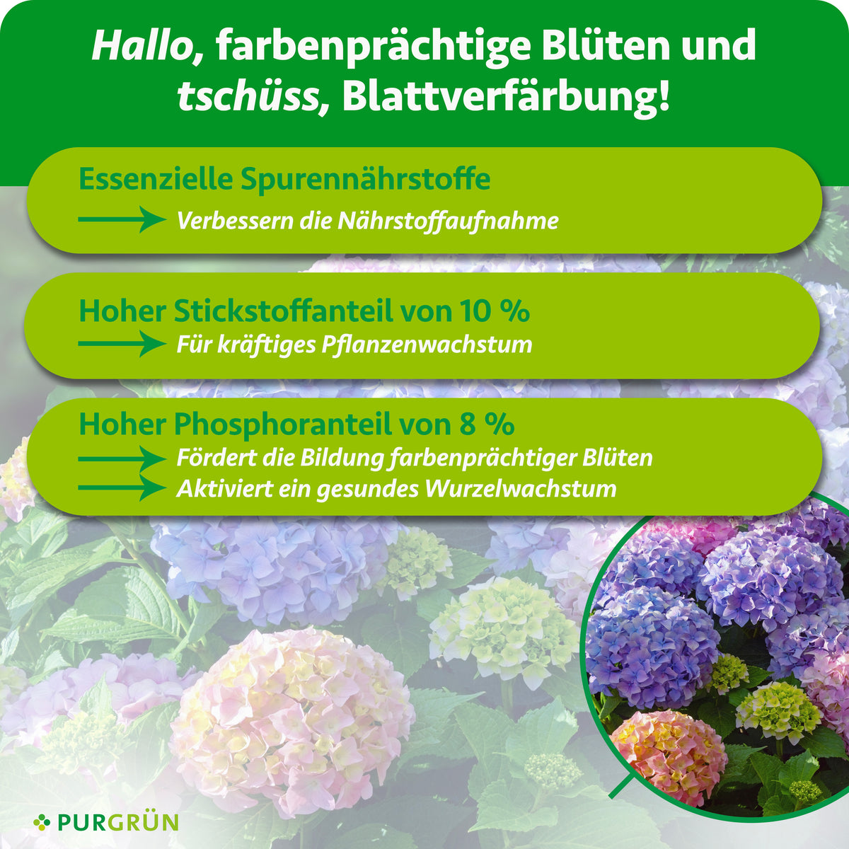 Eine grün-gelbe Infografik mit blühenden Hortensien gibt Tipps für farbenfrohe Blüten: Mikronährstoffe, 10% Stickstoff und 8% Phosphor mit dem Hortensiendünger 1 Liter von Purgrün. Das Purgrün-Logo befindet sich unten links.