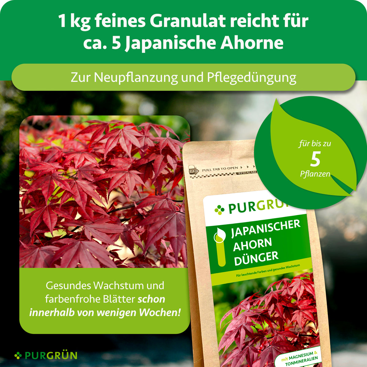 1 kg feines Granulat reicht zur Neupflanzung und Pflegedüngung für ca. 5 Japanische Ahorne. Die Grafik nennt gesundes Wachstum und farbenfrohe Blätter innerhalb weniger Wochen.